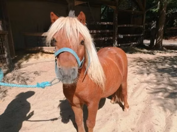 公马, Shetland Pony