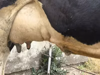 بقرة, Russian Black pied cattle — الصورة 7