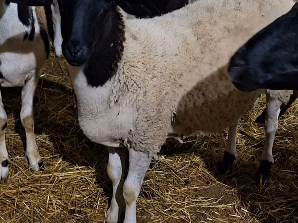 Carnero, Dorper sheep