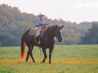Caballo, Quarter Horse — foto 4