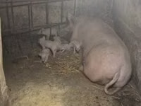 Cerda — foto 2