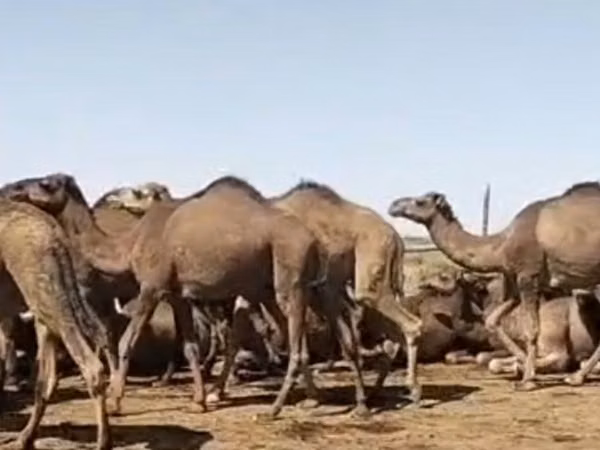 母骆驼, Arvana camel