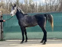 Caballos (lote, sexo no especificado), Lipizzaner — foto 6
