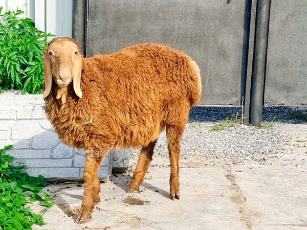Widder, Hissar sheep