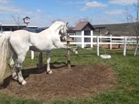 Horse (M), Orlov Trotter — photo 3