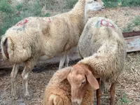 母羊, Apsheron sheep — 照片 4