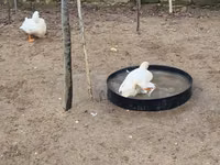 Ducks — फ़ोटो 7