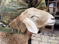 公羊, Sheep — 照片 6