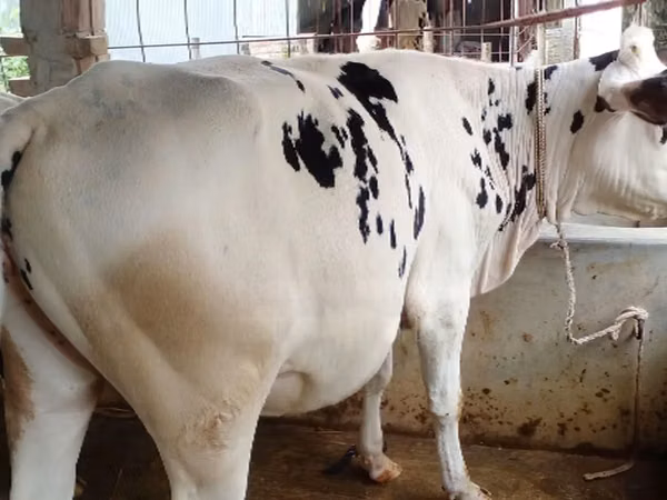 Kuh, Holstein-Rasse