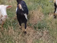 母山羊, Goats — 照片 4