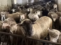 Ram, Sheep — photo 2