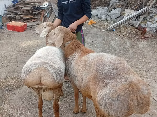 Bélier, Arashan sheep