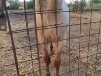 公马, Welsh Cob — 照片 4