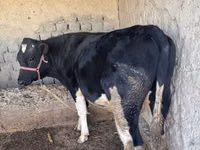 Kuh, Holstein-Rasse — Foto 5