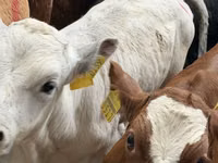 Bovins (lot, sexe non indiqué), Simmental cattle — photo 7
