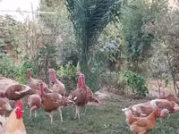 बोर्बन रेड — फ़ोटो 2