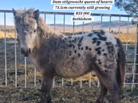 Hengst, Miniature horse — Foto 2