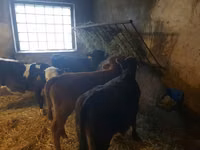 公牛, Cattle — 照片 3