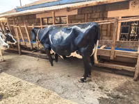 Kuh, Holstein-Rasse — Foto 2