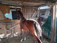 母马, Horses — 照片 2