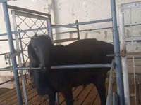 Carnero, Ovejas — foto 1