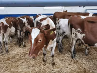 公牛, Red-spotted breed — 照片 2