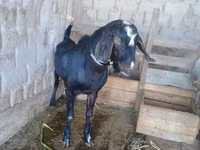 Goat, Dutch Landrace goats — photo 2