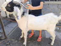 Boucs, Nubian Goat — photo 1