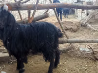 عنزة, Dagestan coarsewool goat — الصورة 3
