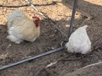 Pékin Bantam — photo 2