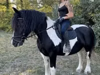 母马, Gypsy horse — 照片 2