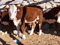 Bovinos (lote, sexo no especificado), Vaca kazaja de cabeza blanca — foto 1