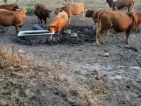 गाय, Simmental cattle — फ़ोटो 1