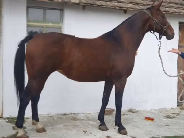 Mare, Horses