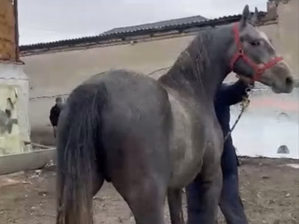 Cheval, Orlov Trotter