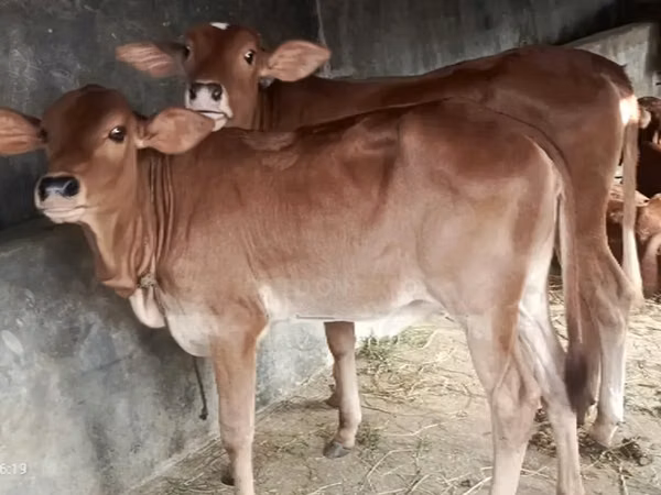 Kuh, Brahman