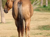 公马, Quarter Horse — 照片 5