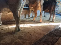 Vache, Bovins — photo 1