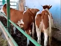 Cow, Simmental cattle — photo 1