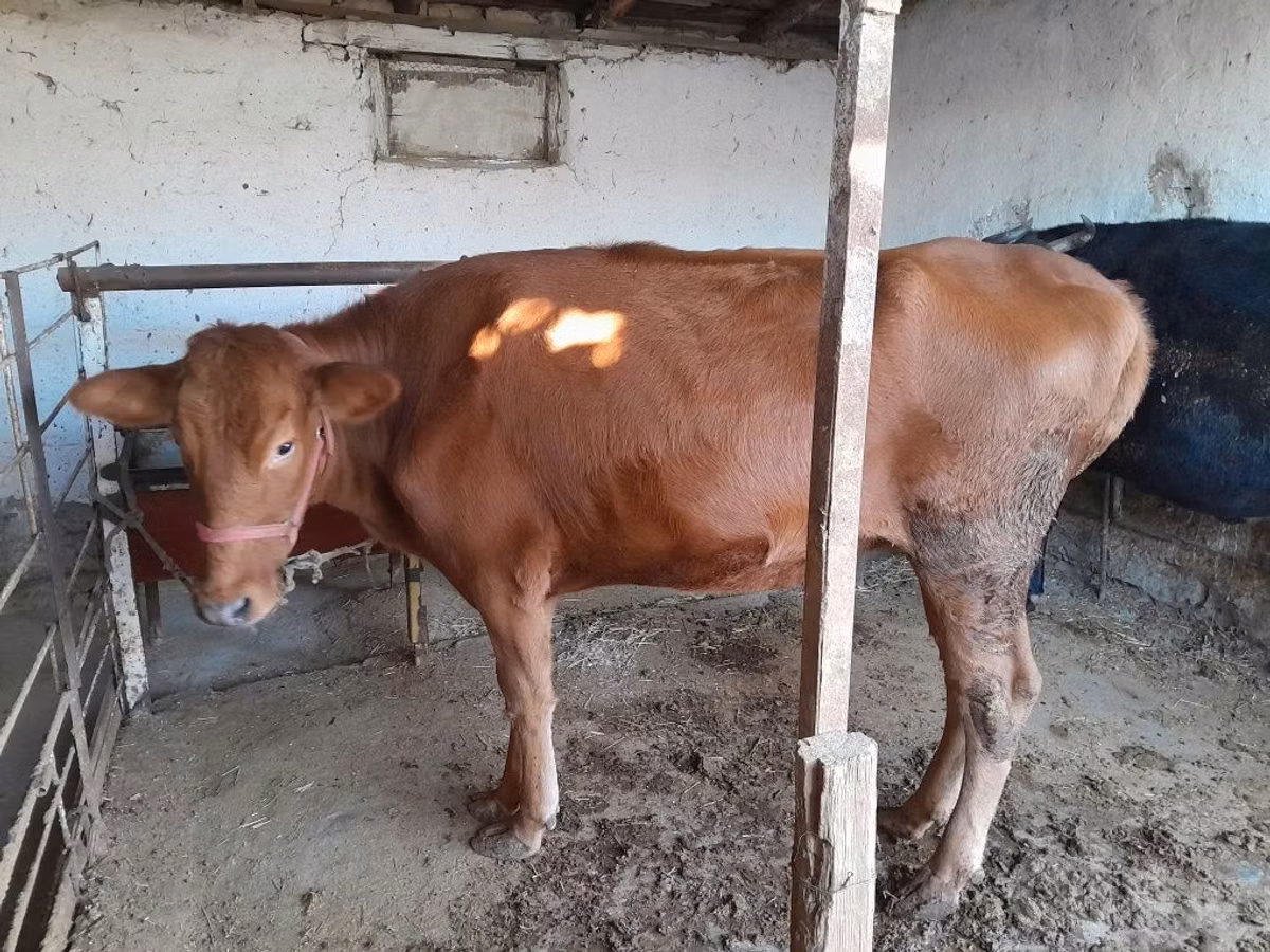母牛, Red Estonian cattle