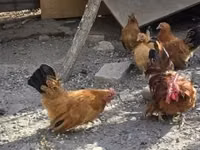 Chickens — फ़ोटो 1