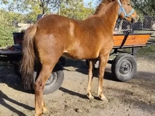 Jument, Hungarian horse breed