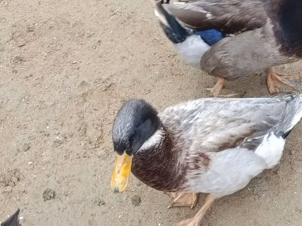 Ducks