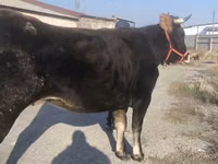 بقرة, Swiss cattle — الصورة 4