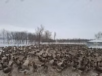 Turkeys — फ़ोटो 6
