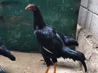 शामो चिकन्स — फ़ोटो 3