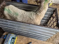 Sheep, Kuibyshev sheep — photo 3