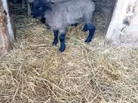 نعجة, White Suffolk sheep — الصورة 1