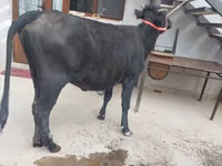 Vache, Bovins — photo 2