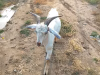 母山羊, Goats — 照片 3